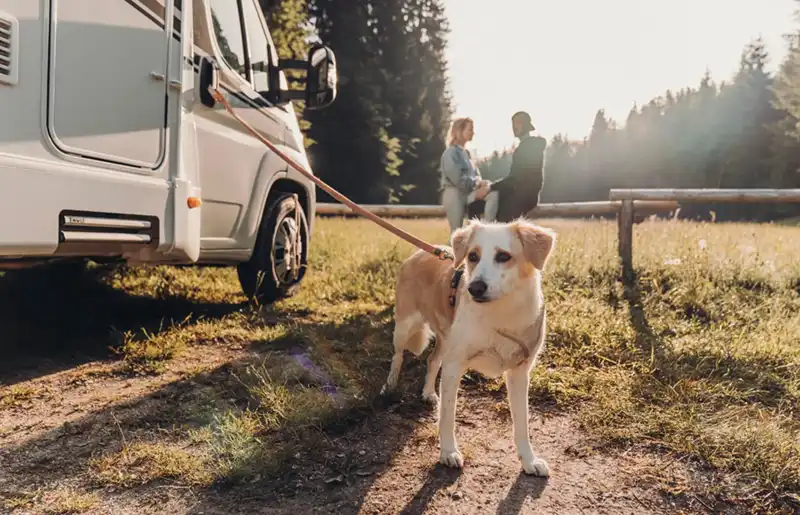 Pet-friendly Campervan hire Netherlands