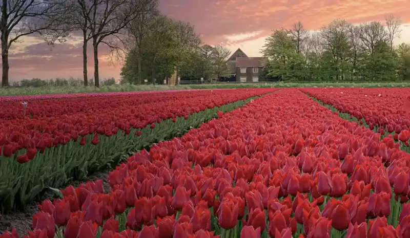 Campervan hire Netherlands, tulip fields